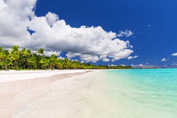 Coconut Palm trees on white sandy beach in Caribbean sea, Saona island. Dominican Republic