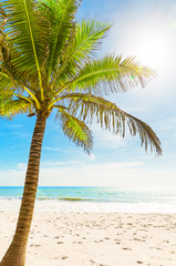 Obraz na płótnie Canvas Beautiful tropical white beach and coconut palm trees.