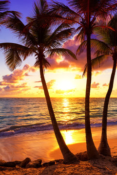 Fototapeta Coconut palm trees against colorful sunset in Saona island. Caribbean sea, Dominican Republic
