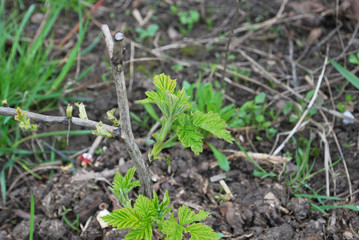 young raspberry shoots spring in garden of berries