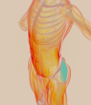 Tensor Fascia Latae. Female anatomy hip muscle. 3d illustration
