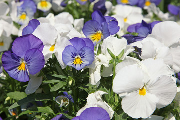 massif de pensées bleues et blanches