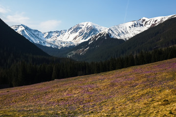 Crocuses in Chocholowska valley, Tatra Mountains, Poland