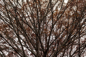 Fototapeta premium Texture of the bare branches of the autumn oak tree on the background of the overcast sky.