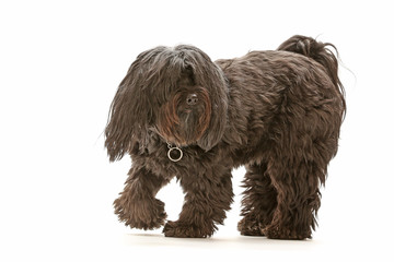 Tibet Terrier als Freisteller und Studioaufnahme