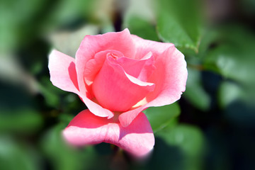 Rose, Nahaufnahme einer Rose in Rosa