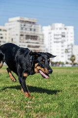 Beauceron with Australian Shepherd Dog Playing in Park