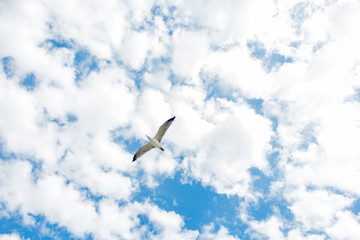 Bird Overhead - 144464318