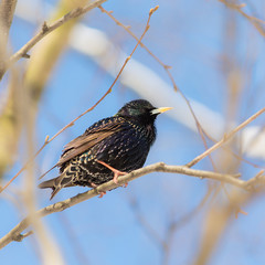 starling on a tree