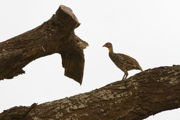 uccello 