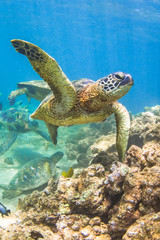 Fototapeta na wymiar Endangered Hawaiian Green Sea Turtle Cruising in the warm waters of the Pacific Ocean