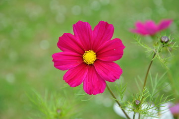 Obraz premium Blüte