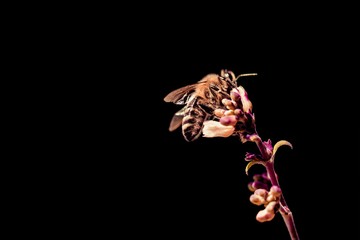 Honey bee sustainability because of climate change problems. The insect is sitting and collecting on a blossom at the right side of the picture. Colorful, isolated on black with copyspace