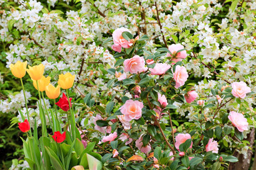 Camélia, tulipes, pommier à fleurs Evereste au printemps 