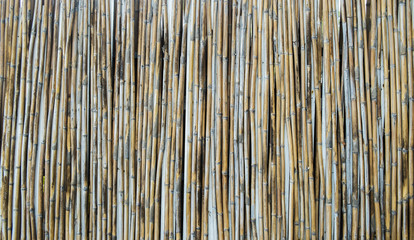 Bamboo texture with natural patterns and background photo