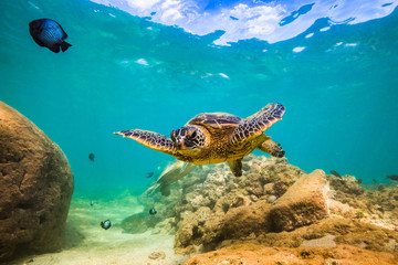 Naklejka na ściany i meble Endangered Hawaiian Green Sea Turtle Cruising in the warm waters of the Pacific Ocean