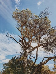 Árbol contra el cielo