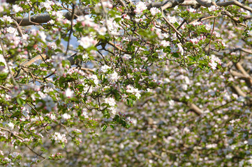 blossoming apple tree in orchard,spring theme,shallow dof