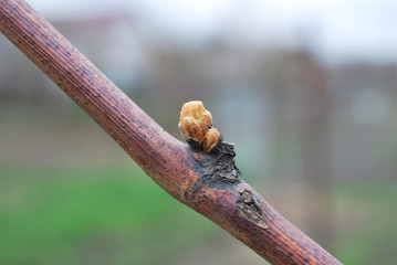 young buds on the grapes vines in spring