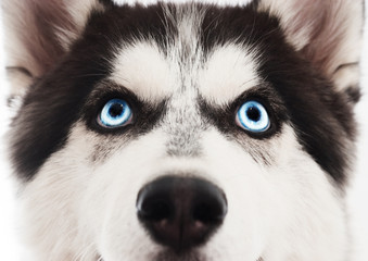 Muzzle of a husky dog closeup