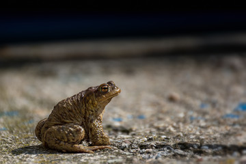 Obraz premium Green true toad watching on the asphalt road