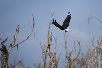 aquila