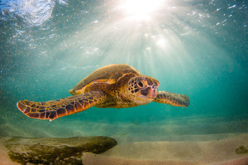 Obraz premium Endangered Hawaiian Green Sea Turtle Cruising in the warm waters of the Pacific Ocean