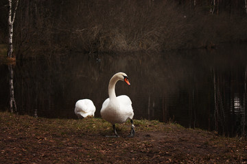 Swan couple.