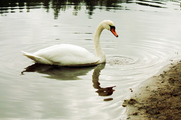 White swan.