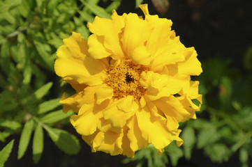Бархатцы (marigold)