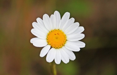 Obraz premium nahaufnahme eines einzelnen Gänseblümchens im garten