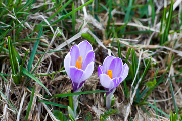 two crocus budded in a field in springtime