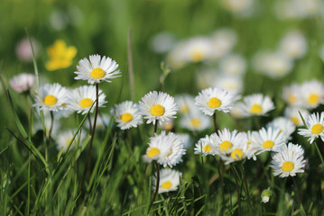 Daisy flowers