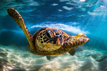 Endangered Hawaiian Green Sea Turtle Cruising in the warm waters of the Pacific Ocean