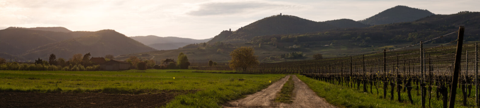 Les trois chteaux de Ribeauvill&eacute;