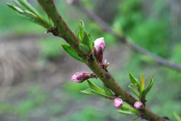 Young peach buds in spring, beginning of blooming flowers