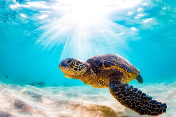 Foto auf Acrylglas Vom Aussterben bedrohte hawaiianische Grüne Meeresschildkröte Kreuzfahrt in den warmen Gewässern des Pazifischen Ozeans © shanemyersphoto