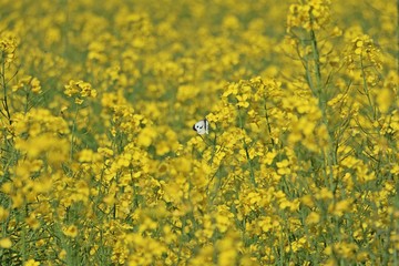 schmetterling im rapsfeld