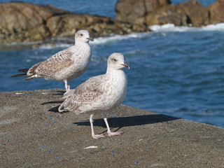 Seagull