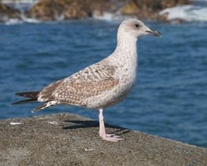 Seagull