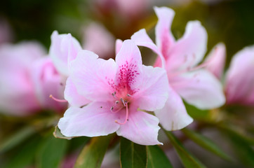 Pink Azalea flowers soft focus