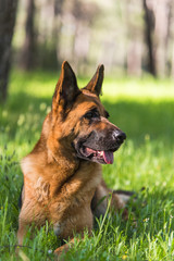 Pure german shepherd dog laying on grass
