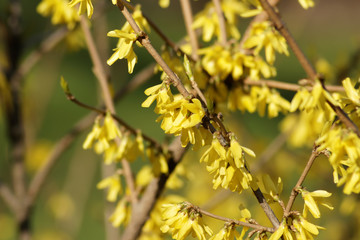 Flowers and birds in a garden