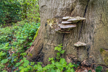 Saucer-shaped fungus on the bark of a big tree