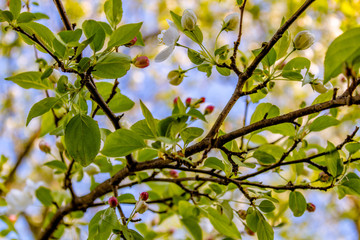 Budding Crab Apple