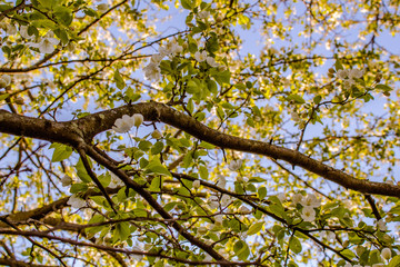 Fototapeta premium Flowering Crab Apple