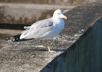 Seagull
