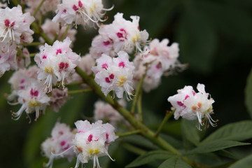 Blooming white pink chestnut flowers Castanea blossoms branches in park