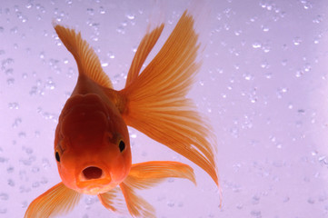 Goldfish