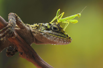 mantis and Lizard